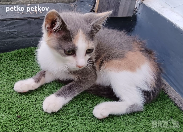 Подарявам малко котенце, снимка 6 - Други - 55010344