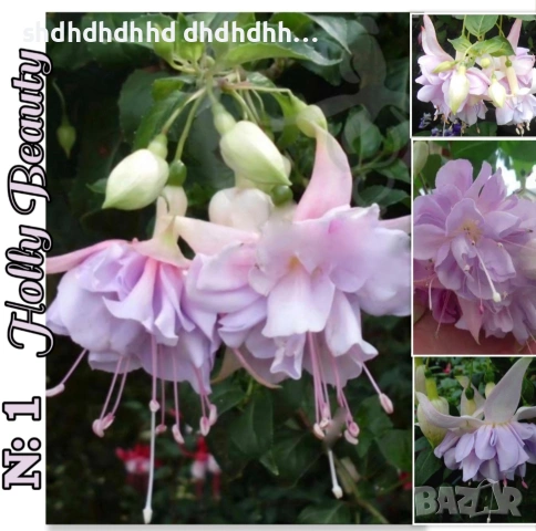 Фуксия многодишна Каскадна , снимка 13 - Градински цветя и растения - 54270811