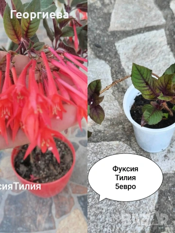 градински растения , снимка 6 - Сортови семена и луковици - 54944687