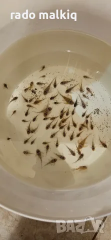 Анциструси hypancistrus 