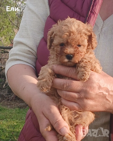 той пудел момченце , снимка 3 - Пудели - 54126893