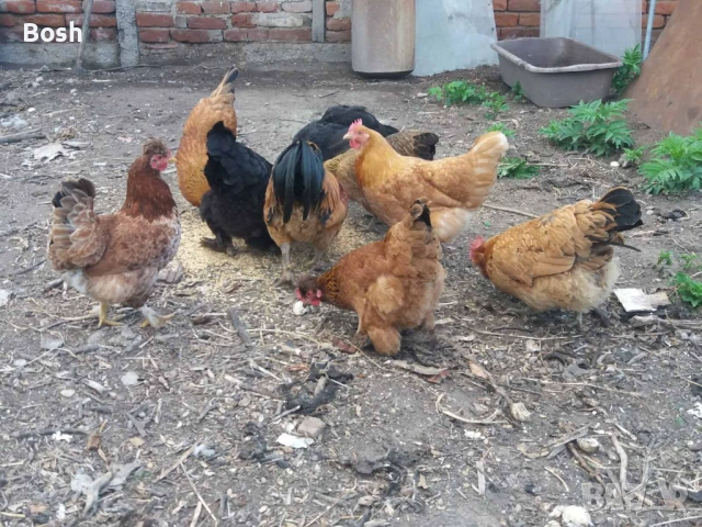 Продавам зелени оплодени кокоши яйца за люпене., снимка 13 - други­ - 51864582