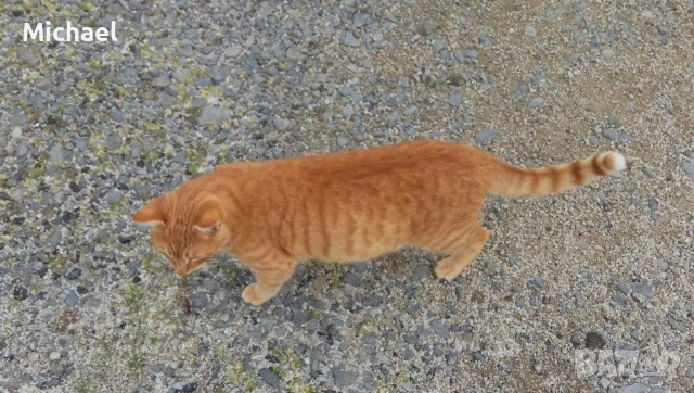 Подарявам рижко мъжко коте., снимка 3 - Други - 54016716