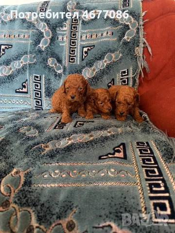 Той пудели ред априкот , снимка 9 - Пудели - 54313703