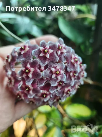 Хоя Pubicalyx Red Buton