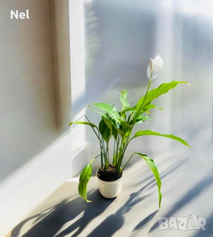 Спатифилум в керамична саксия, снимка 2 - Стайни растения - 54181625