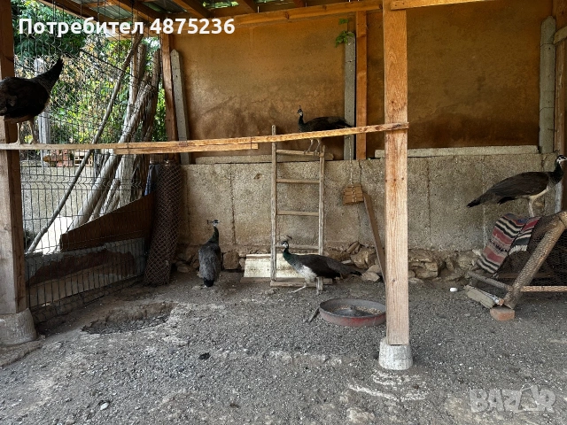 Продавам мъжки и женски пауни, снимка 4 - други­ - 55153383