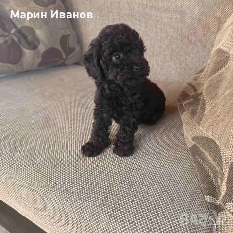 Мини пуделче, момиче , снимка 2 - Пудели - 55265750