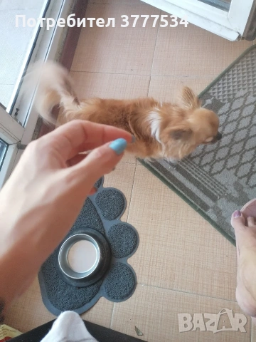 Чихуахуа, снимка 2 - Чихуахуа - 54098977