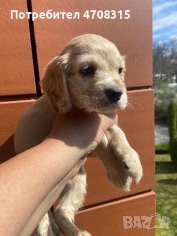 Кокер шпаньол момче карамел, снимка 2 - Кокер шпаньол - 54123923