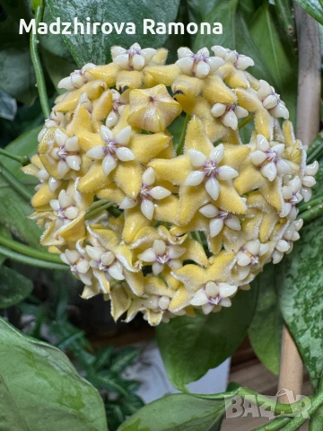 Hoya Хоя Coriacea Silver , снимка 3 - Стайни растения - 54920285