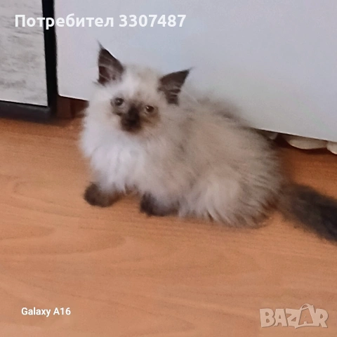 Коте порода Регдол