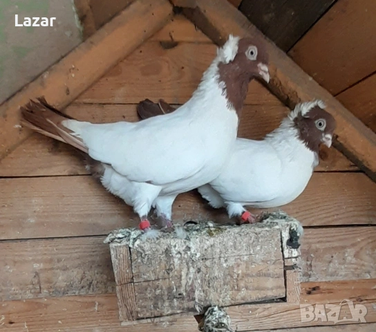 Продавам монахини, снимка 2 - Гълъби - 54791267