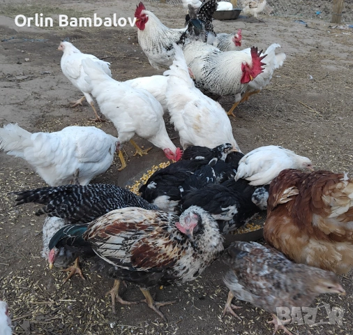 Селски пилета на 2 и 3 месеца град гоце делчев 0886922554