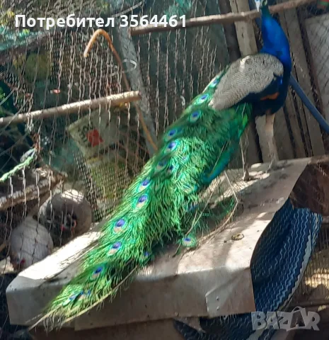 чифт индийски пауни