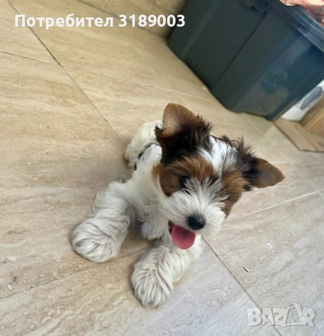 Продавам бивер Йорк чета момчета