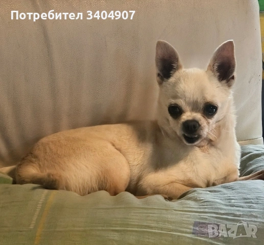 Бял чихуахуа за разплод, снимка 4 - Други животни - 54697989