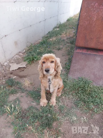 кокер шпанйол мъжки