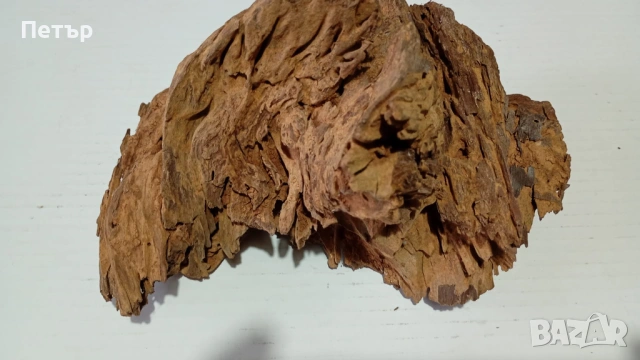 Мангров корен