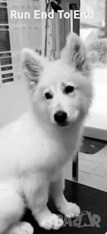 White Swiss Shepherd Puppy for sale, снимка 6 - Бяла овчарка - 54004651
