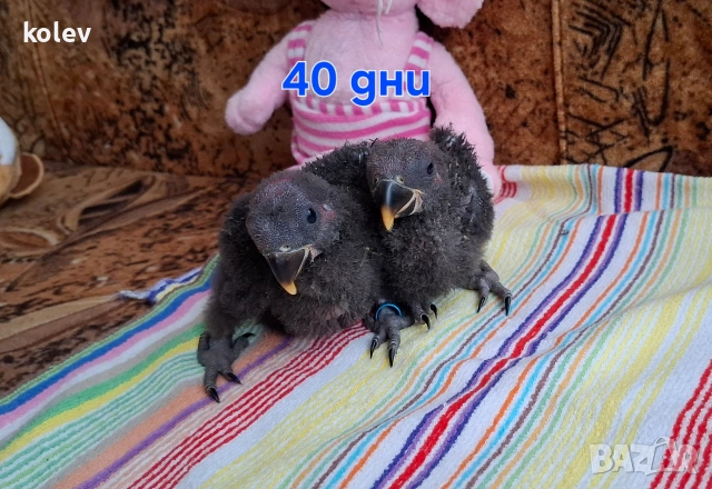 Папагали Еклектус бебета 