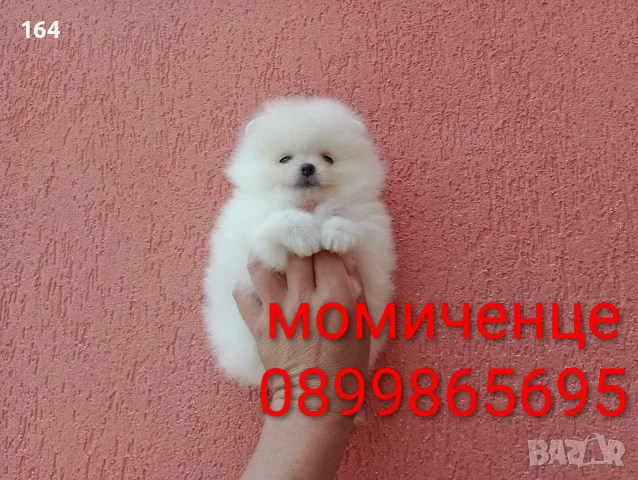 Мъжки и женски бели Померани. Реални снимки от 13.07.26 г. , снимка 17 - Померан - 55306302