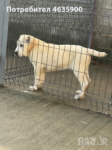 САО