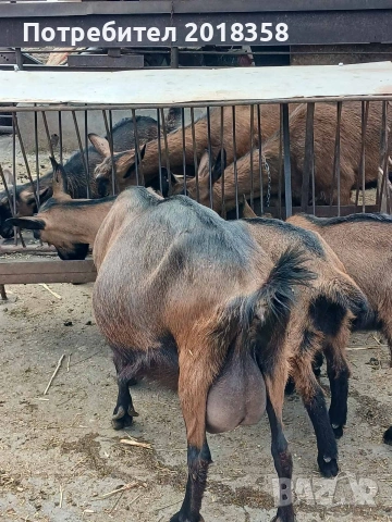 продавам ярета , снимка 3 - Кози - 54105093