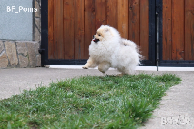 Чистокръвно момченце померан с родословие FCI, снимка 11 - Померан - 50219721