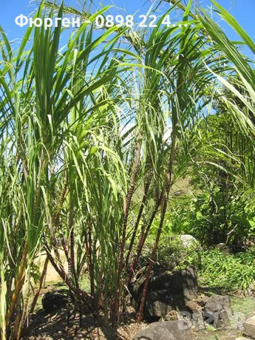 Захарна тръстика (Saccharum officinarum) – екзотично растение