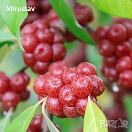 Есенна маслина , снимка 7 - Градински цветя и растения - 54244702