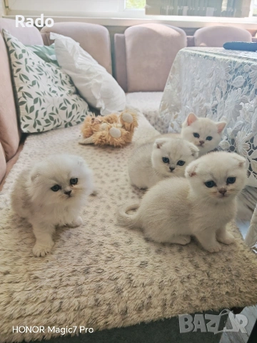 Клепоухи сребърни чинчили, снимка 4 - Чинчили - 54220677