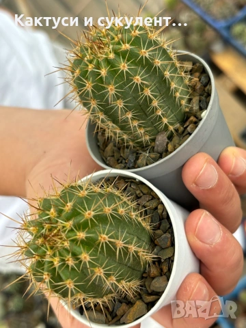 Кактуси Lobivia Grandiflora червен цвят