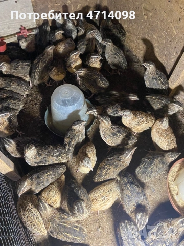 Продавам пъдпъдъци