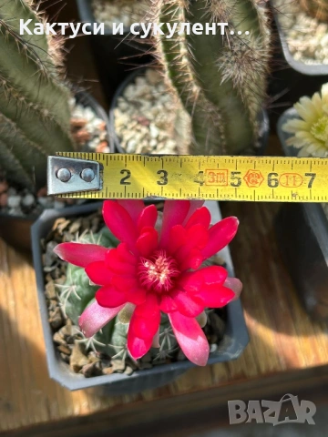 Кактус Gymnocalycium Baldianum цикламен цъфтеж уникално красив и голям цъфток , снимка 4 - Градински цветя и растения - 54697546