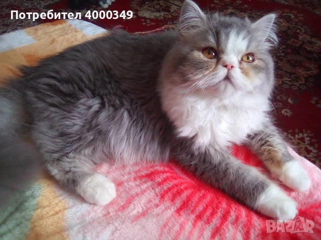 Продавам персийски женски котета, снимка 16 - Персийска - 54386975