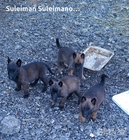 Продавам кученца Белгиска овчарка Малинова, снимка 7 - Белгийска овчарка - 54721959