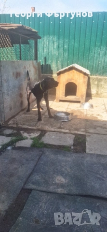 Гонче, снимка 2 - Други - 54225831