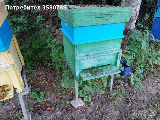 Продавам Пчелни Семейства , снимка 3 - За пчели - 55174306