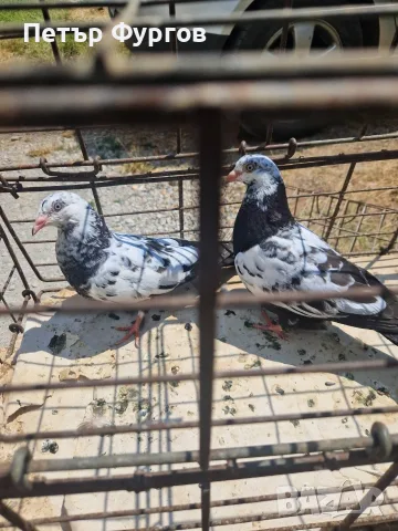 Продавам      типлери