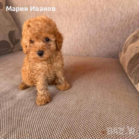 Мини пуделчета,момче и момиче, снимка 2 - Пудели - 55265706