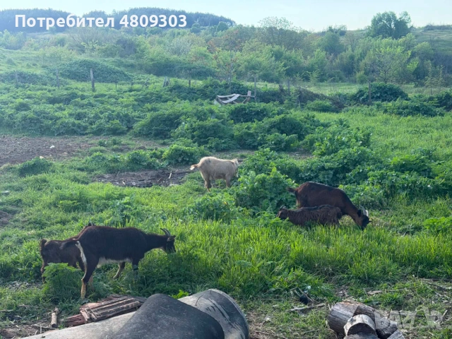 Кози, снимка 3 - Кози - 54444081