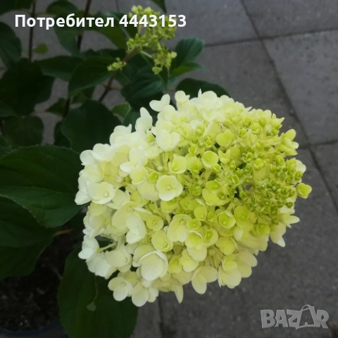 Бяла ,Червена , сребърен долар , паникулата разсад , снимка 3 - Разсади - 50124086