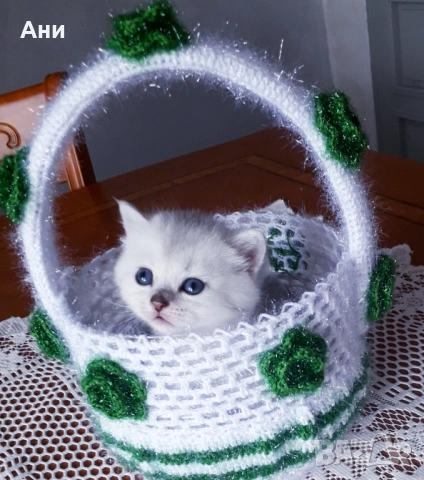 Котенца Момчета Като Борчета, снимка 3 - Британска късокосместа - 54379889