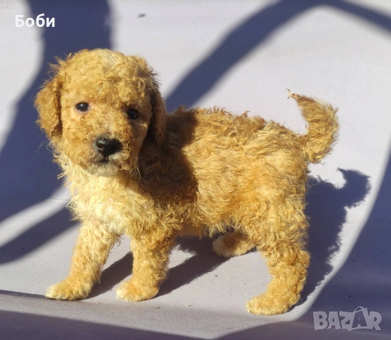 пудел / мини пудел