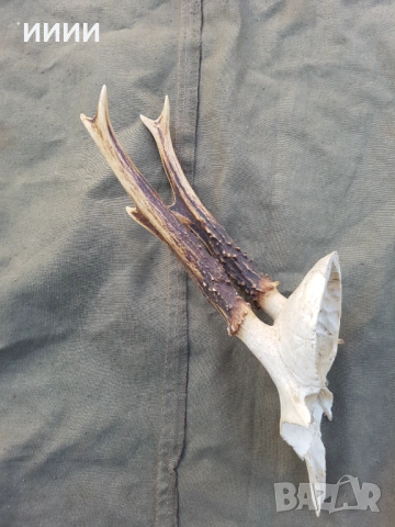 Ловен трофей Сръндак , снимка 2 - Декорация за дома - 54306411