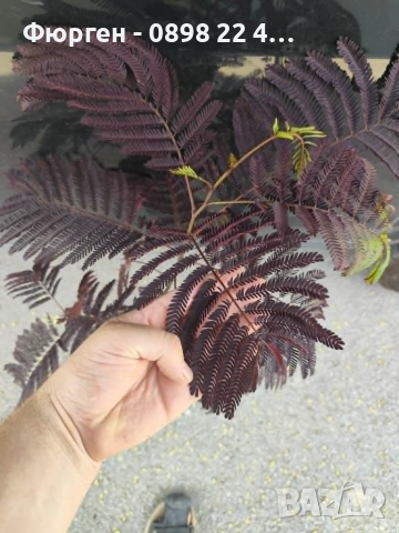 Албиция „Летен шоколад“ (Albizia julibrissin ‘Summer Chocolate’), снимка 4 - Разсади - 54934042