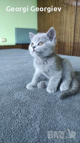 Британски котета, снимка 10 - Други - 54729529