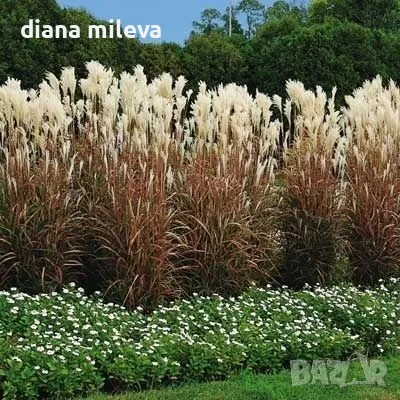 Мискантус Пурпурасценс, Miscanthus sinensis 'Purpurascens' студоустойчива, декоративна трева!!!, снимка 5 - Градински цветя и растения - 55420080