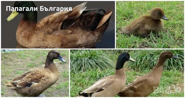 Разпродажба на патици, каки кембъл, каюга, пекински, и други пернати кокошки и други